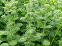 Mentha suaveolens Håslövs kyrka, Vellinge, Skåne, Sweden 20160701_0092