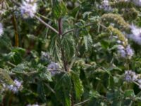 Mentha suaveolens Lindängelunds rekreationsområde, Malmö, Skåne, Sweden 20150829_0107