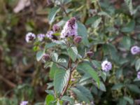 Mentha x piperita Jordhögar S grodreservatet, Norra hamnen, Malmö, Skåne, Sweden 20160822_0019