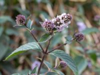 Mentha x piperita Jordhögar S grodreservatet, Norra hamnen, Malmö, Skåne, Sweden 20160822_0021