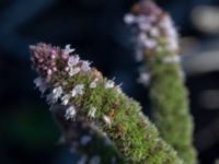 Mentha x rotundifolia Sliparebacken, Lund, Skåne, Sweden 20190825_0003