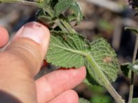 Mentha x rotundifolia Sliparebacken, Lund, Skåne, Sweden 20190825_0007