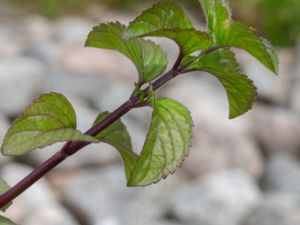 Mentha x smithiana - Red Mint - Raripilamynta