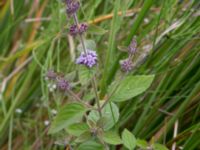 Mentha x verticillata Lyngsjön, Kristianstad, Skåne, Sweden 20170719_0173