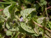 Mentha x verticillata Skanörs ljung, Falsterbohalvön, Vellinge, Skåne, Sweden 20170627_0065