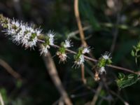 Mentha x villosagifolia Lindängelunds rekreationsområde, Malmö, Skåne, Sweden 20160925_0003