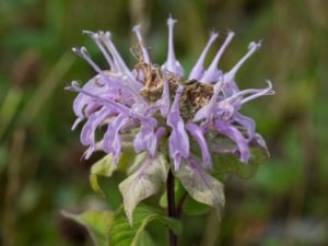 Monarda fistulosa - Wild Bergamot - Lila temynta