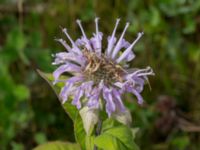 Monarda fistolusa Rondell Österleden-Fältarpsvägen, Helsingborg, Skåne, Sweden 20170811_0027