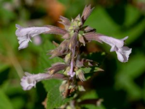 Nepeta grandiflora - Dawn to Dusk - Blånepeta