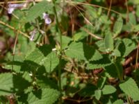 Nepeta grandiflora P-pl, Husie mosse, Malmö, Skåne, Sweden 20190724_0008