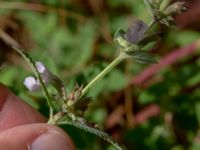 Nepeta grandiflora P-pl, Husie mosse, Malmö, Skåne, Sweden 20190724_0012