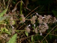 Nepeta grandiflora P-pl, Husie mosse, Malmö, Skåne, Sweden 20190724_0013