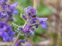 Nepeta racemosa Grodreservatet, Norra hamnen, Malmö, Skåne, Sweden 20200427_0033