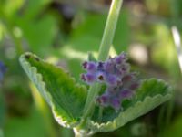 Nepeta racemosa Hamnutfyllnaden, Halmstad, Halland, Sweden 20190606_0092