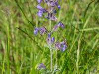 Nepeta × faassenii Björka, Helsingborg, Skåne, Sweden 20240601_0035