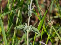 Nepeta × faassenii Björka, Helsingborg, Skåne, Sweden 20240601_0036