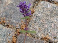 Nepeta x faassenii Hamnen, Simrishamn, Skåne, Sweden 20190518_0092