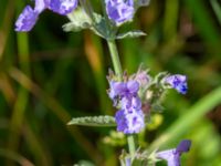 Nepeta x faassenii Strandåsvägen, Malmö, Skåne, Sweden 20200626_0024