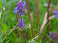 Nepeta x faassenii Svanetorpsvägen, Åkarp, Lomma, Skåne, Sweden 20150528_0011