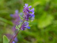 Nepeta x faassenii Svanetorpsvägen, Åkarp, Lomma, Skåne, Sweden 20150528_0014