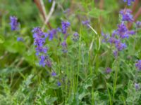 Nepeta x faassenii Svanetorpsvägen, Åkarp, Lomma, Skåne, Sweden 20150528_0015