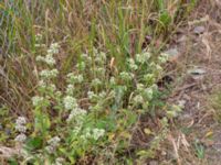 Origanum vulgare Scaniaparken, Malmö, Skåne, Sweden 20240629_0044