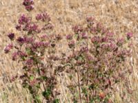 Origanum vulgare Tirups Örtagård, Staffanstorp, Skåne, Sweden 20220917_0069