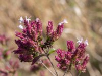 Origanum vulgare Tirups Örtagård, Staffanstorp, Skåne, Sweden 20220917_0070