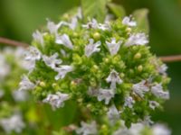 Origanum vulgare Ulricedal, Malmö, Skåne, Sweden 20190730_0045