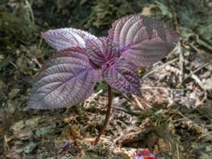 Perilla frutescens - Korean Perilla - Bladmynta