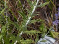 Perovskia abrotanoides × atriplicifolia Frihamnsallén, Malmö, Skåne, Sweden 20210731_0080