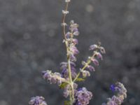 Perovskia abrotanoides × atriplicifolia Valenciagatan, Malmö, Skåne, Sweden 20190907_0003