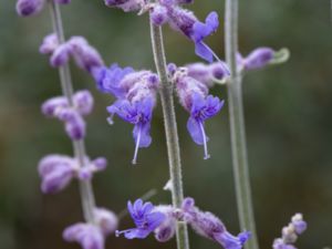 Perovskia atriplicifolia - Russian Sage - Afghanperovskia