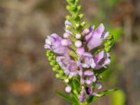 Physostegia virginiana Ulricedal, Malmö, Skåne, Sweden 20190730_0029