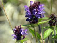 Prunella vulgaris Lernacken, Malmö, Skåne, Sweden 20050623 220