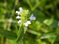 Prunella vulgaris Ribersborg, Malmö, Skåne, Sweden 20100711 031