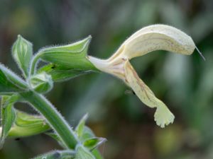 Salvia glutinosa - Glutinous Sage - Klibbsalvia