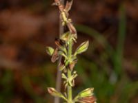 Salvia glutinosa Ekastiga, Höör, Skåne, Sweden 20181124_0134