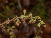 Salvia glutinosa Ekastiga, Höör, Skåne, Sweden 20181124_0135