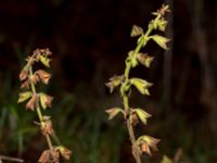 Salvia glutinosa Ekastiga, Höör, Skåne, Sweden 20181124_0140