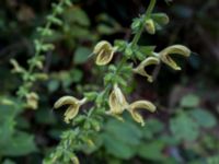 Salvia glutinosa Svirskoye ushele, Lazarevskoye, Krasnodar, Russia 20160913_0399