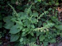 Salvia glutinosa Svirskoye ushele, Lazarevskoye, Krasnodar, Russia 20160913_0400