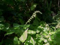 Salvia glutinosa Svirskoye ushele, Lazarevskoye, Krasnodar, Russia 20160913_0424