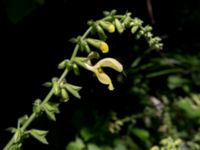 Salvia glutinosa Svirskoye ushele, Lazarevskoye, Krasnodar, Russia 20160913_0425