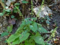 Salvia glutinosa Svirskoye ushele, Lazarevskoye, Krasnodar, Russia 20160913_0454