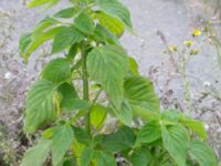 Salvia hispanica Sydkajen Malmö, Skåne, Sweden 20170826_0015