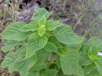 Salvia hispanica Sydkajen Malmö, Skåne, Sweden 20170826_0016