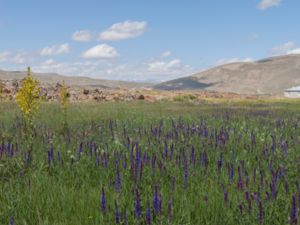 Salvia nemorosa - Balkan Clary - Stäppsalvia