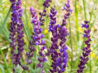 Salvia nemorosa Åkerlund och Rausings väg, Lund, Skåne, Sweden 20170727_0016