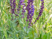 Salvia nemorosa Åkerlund och Rausings väg, Lund, Skåne, Sweden 20170727_0017